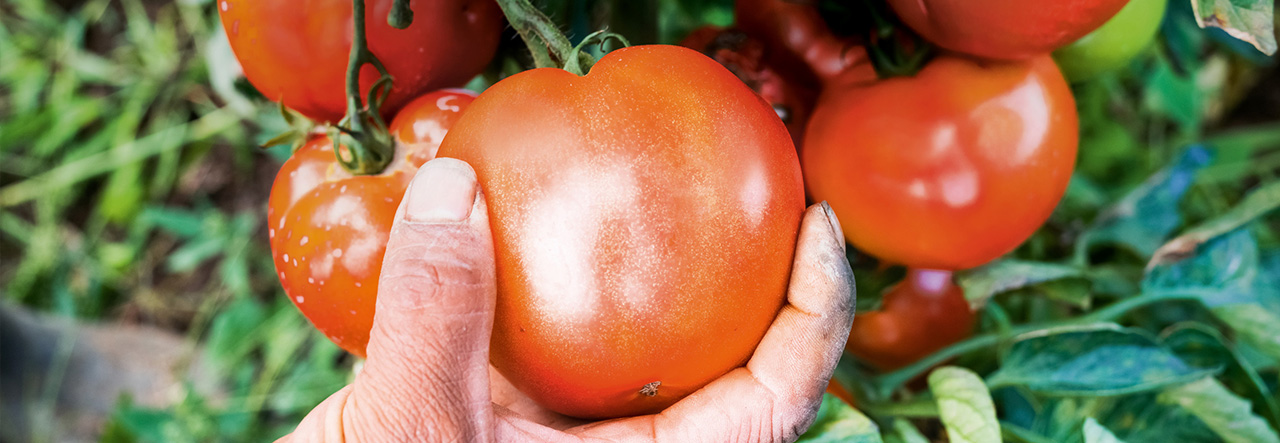 Ręka zbierająca pomidory